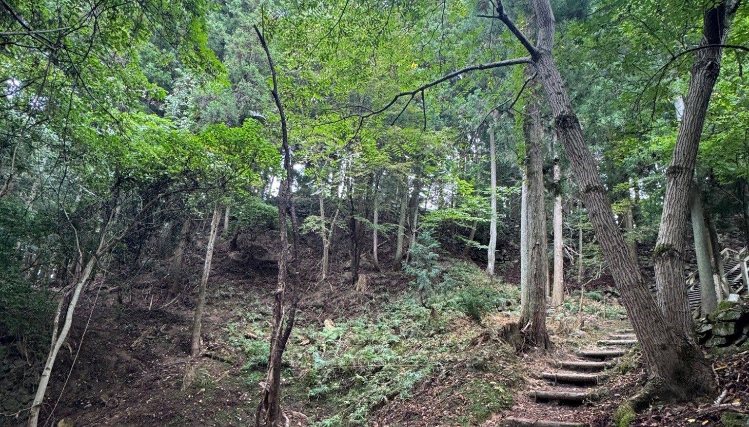 Forest trail with stone steps and exposed roots leading up Mount Takatori