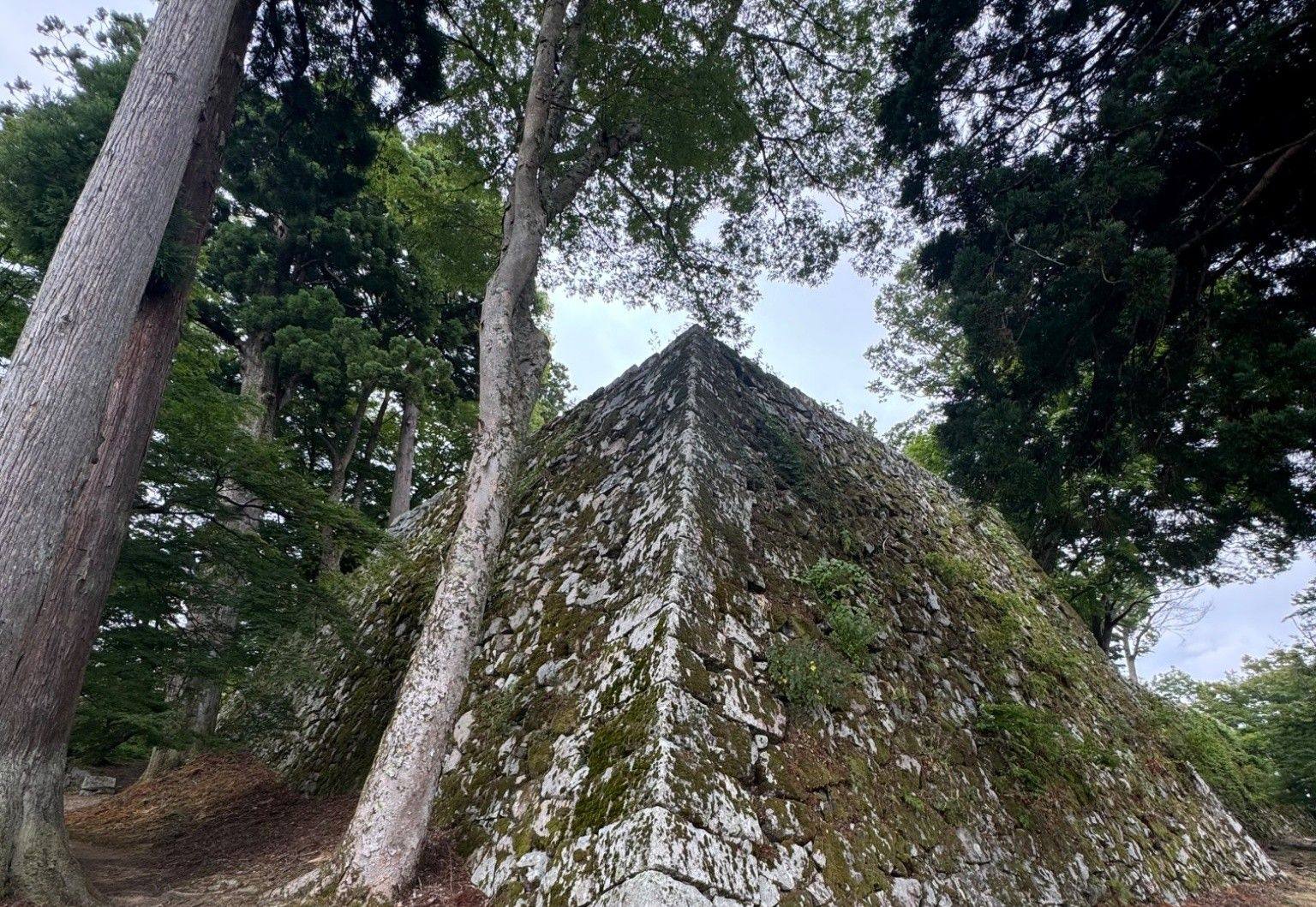 Moss-covered corner of the main enclosure stone wall at Takatori Castle, rising between cedar trees