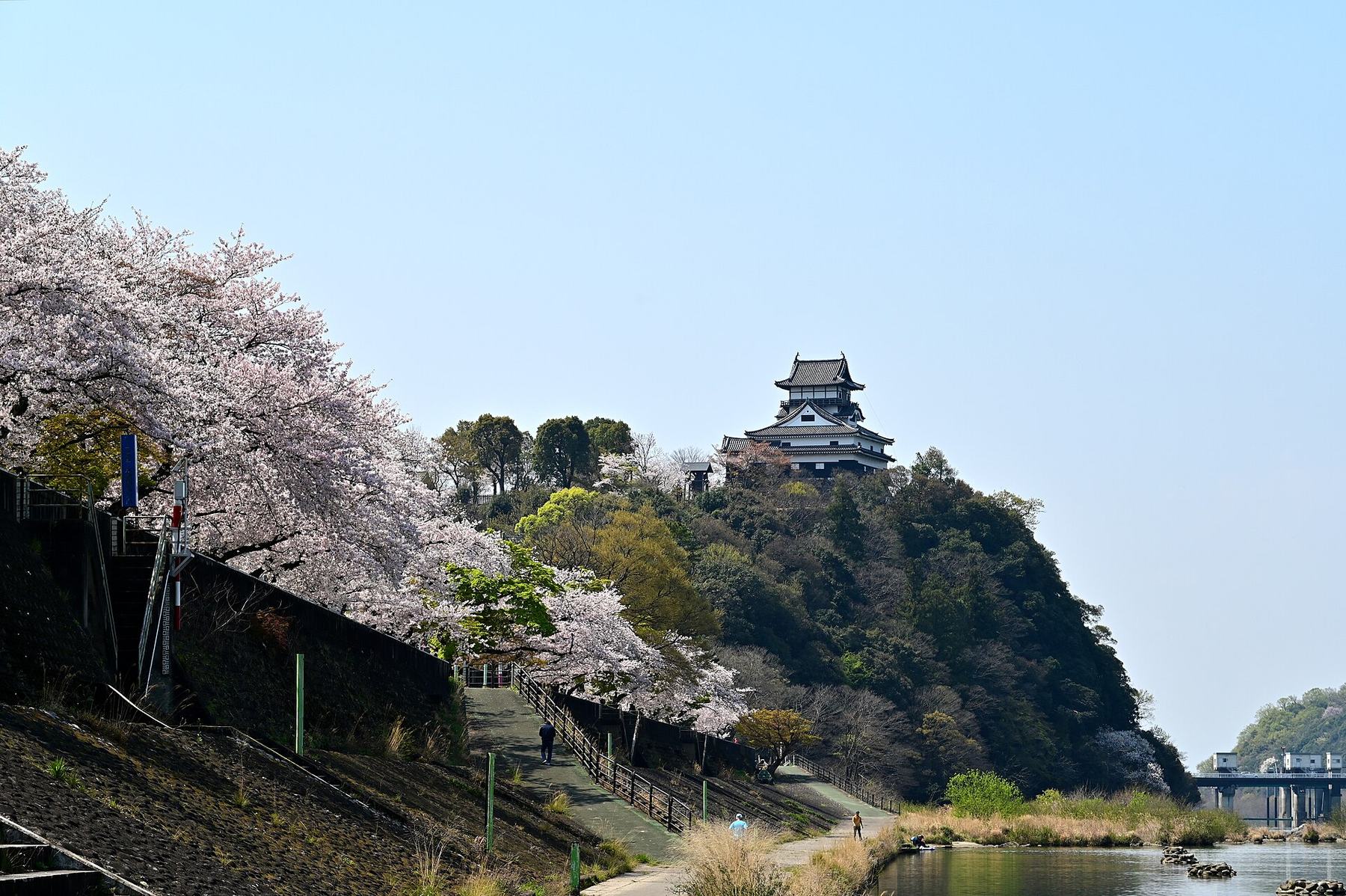 Inuyama Castle keep on its wooded bluff above the Kiso River, with cherry trees in bloom